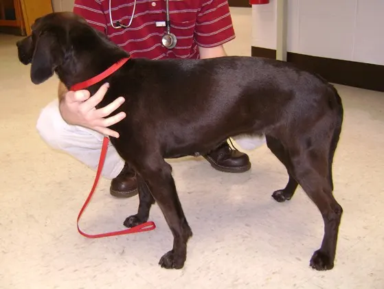 A healthy dog held in place by a veterinarian.