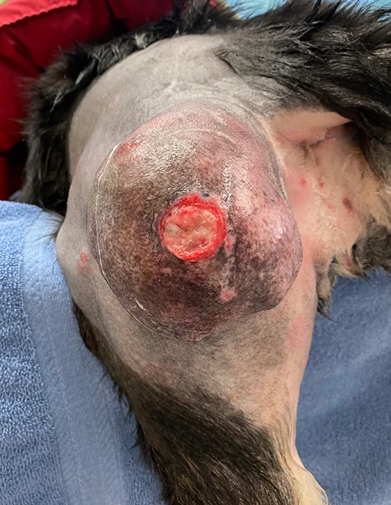 Surgically prepared large mass with central ulceration over dorsolateral aspect of dog’s left thigh prior to draping.