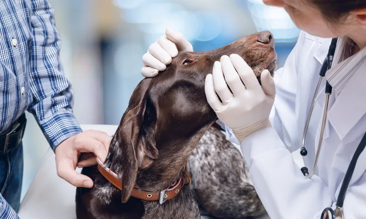 A veterinarian examining the eye of a dog.