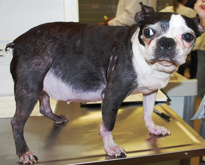 Dog standing on a table, showing a pendulous abdomen.