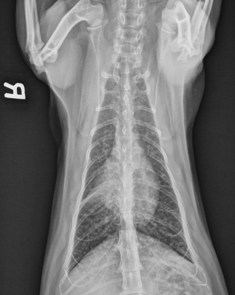 Feline Asthma | Clinician's Brief