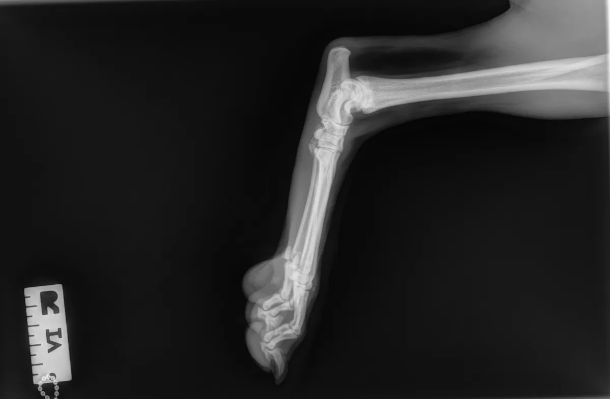 Radiographic images of a dog’s foot.