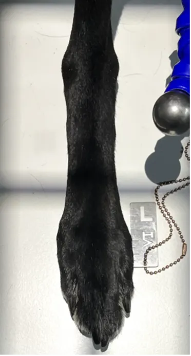 Proper collimator beam alignment and positioning of a dog's pelvic limb to obtain a dorsal plantar radiograph of the foot.