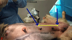 How to Perform C-Sections in Dogs