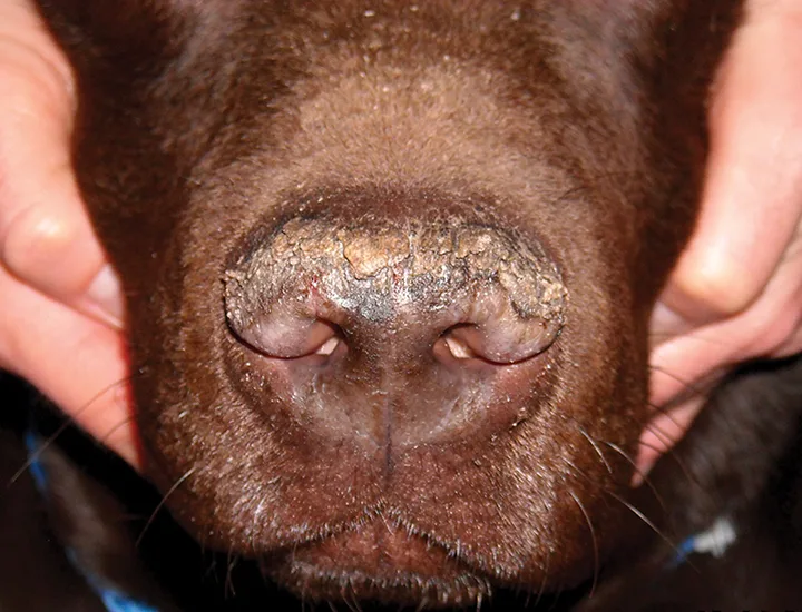 Dorsal thick crusting and fissures of the nasal planum in a dog.