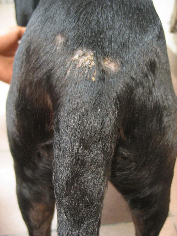 Acral lick dermatitis clearance treatment