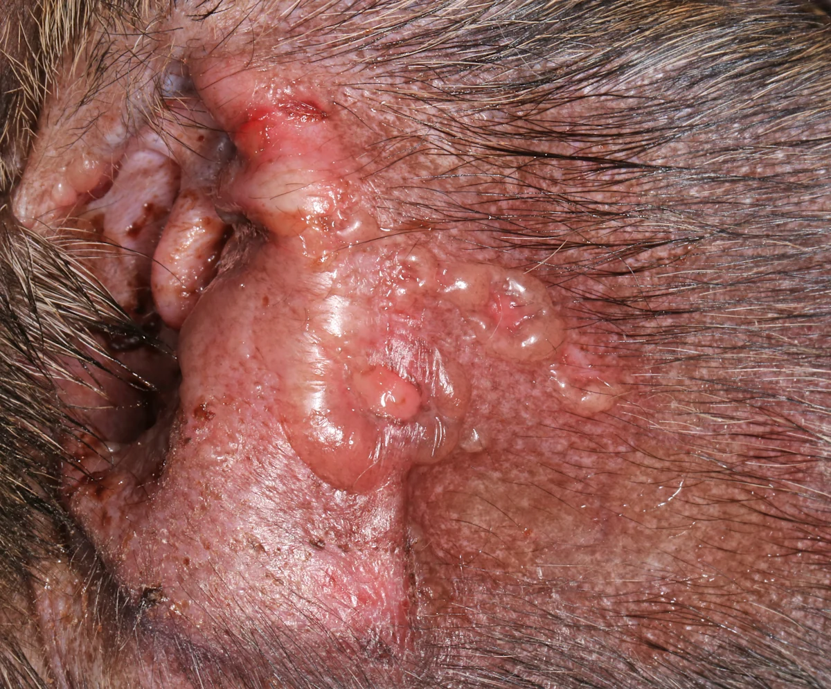 selected slide image