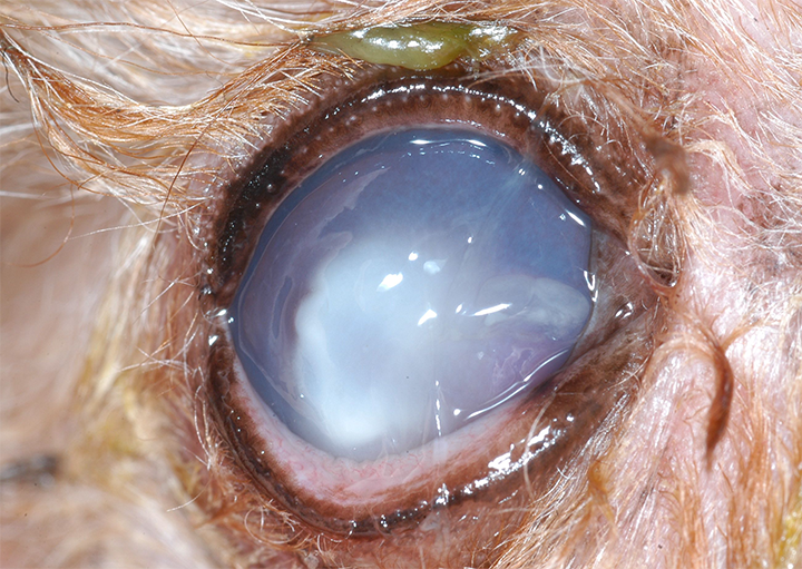 Tobramycin dog 2025 eye ulcer