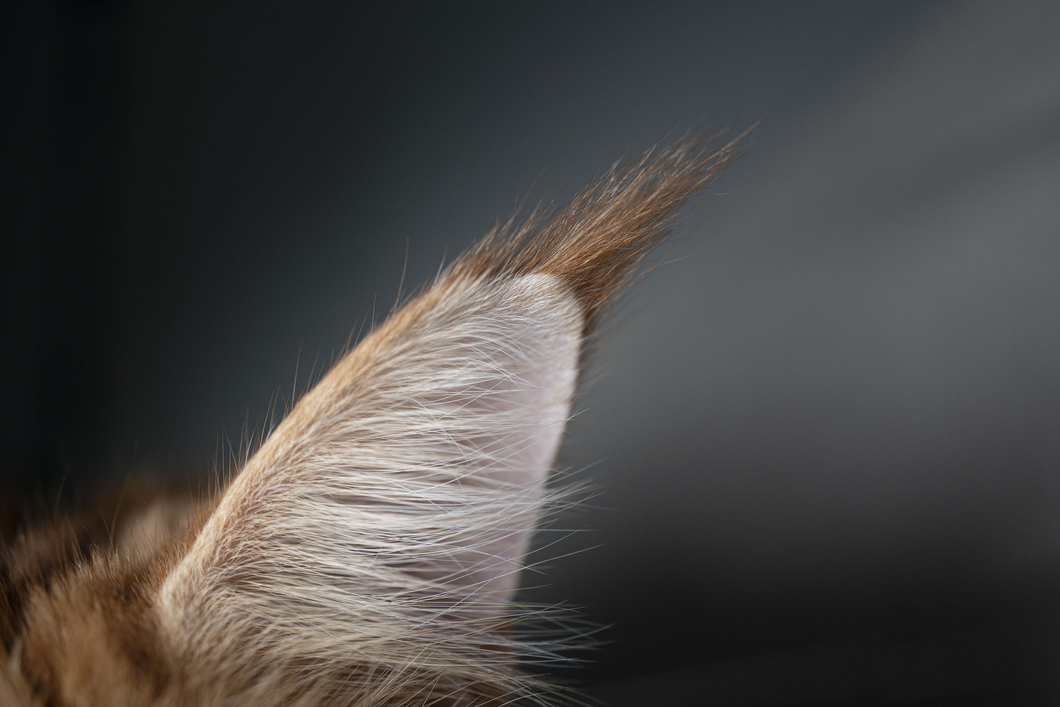 Clinical Skills