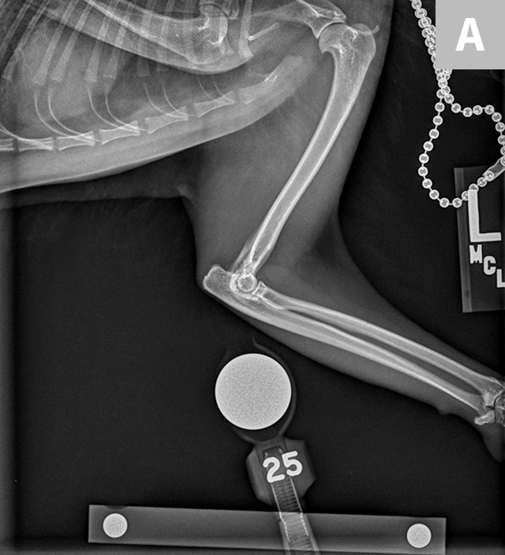 Image showcasing Pain Management in an Arthritic Senior Cat | Clinician's Brief