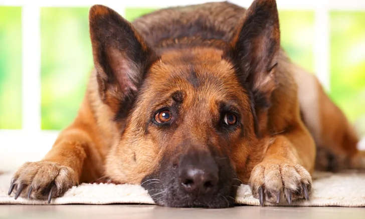 A German shepherd dog resting on a rug indoors.