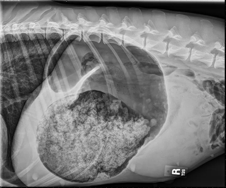 Lateral abdominal x-ray of dog showing stomach in a backwards C-shape severely distended with gas and ingesta.