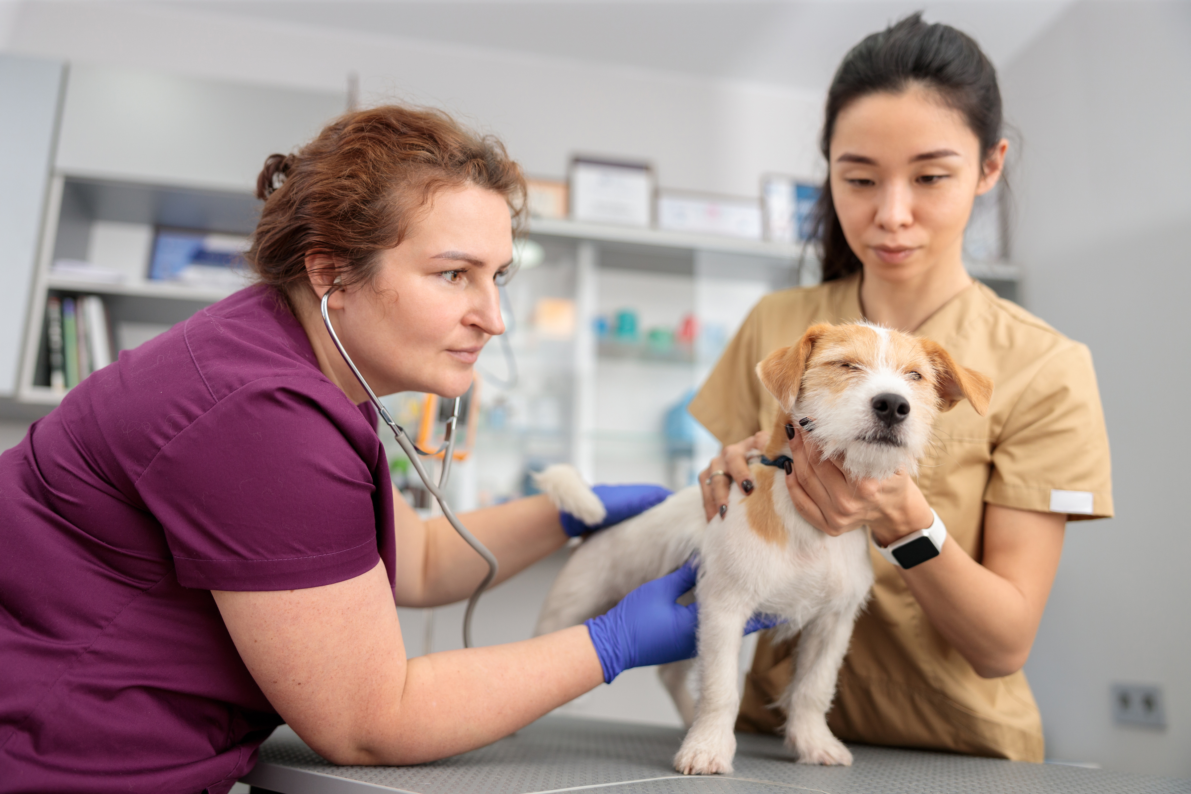 Podcast: A Heart-to-Heart on Canine Mitral Valve Disease with Dr. Lake ...