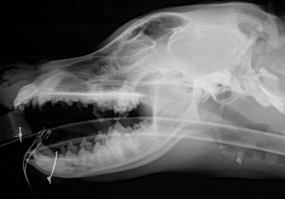 Lateral skull x-ray of dog with endotracheal tube in place and radiopaque cerclage wire around base of mandibular canines.
