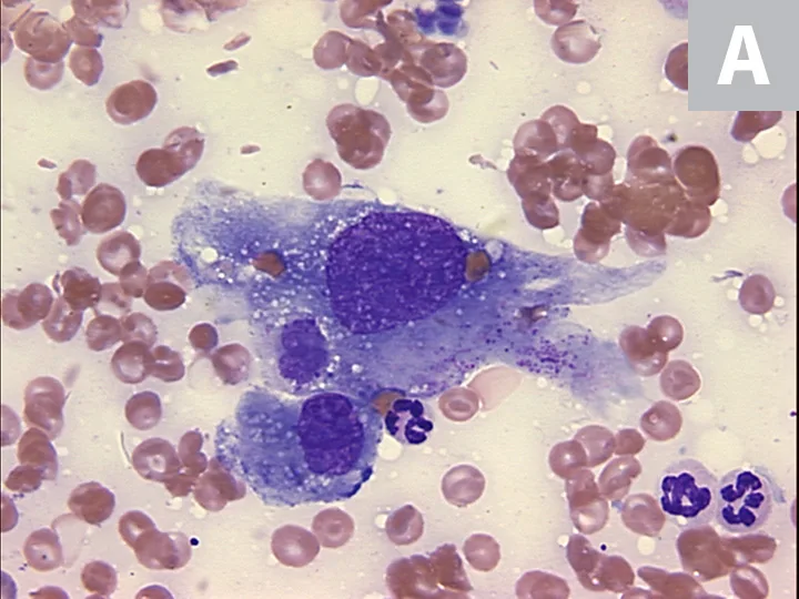 selected slide image