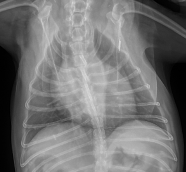 Resources for Veterinary Students