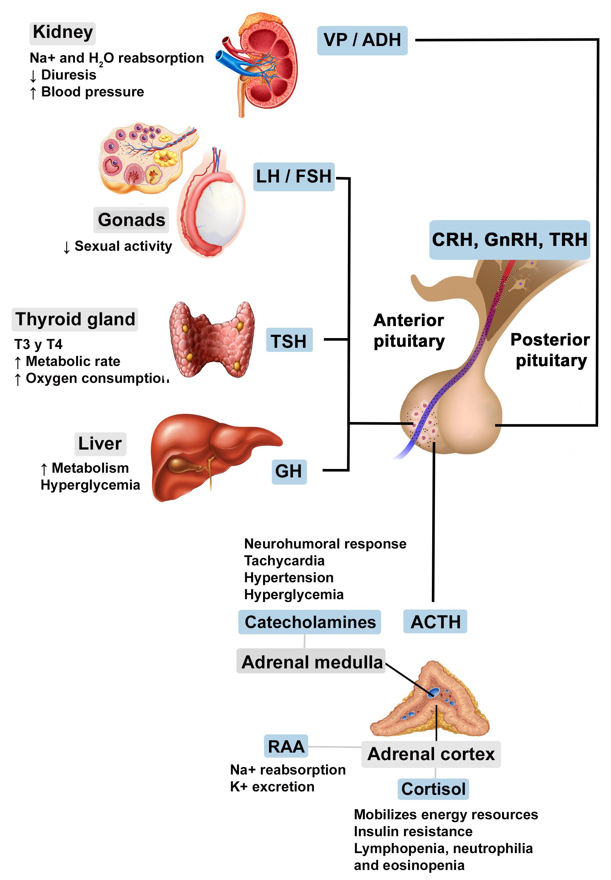 Interpretation of Canine Leukocyte Responses  PPT