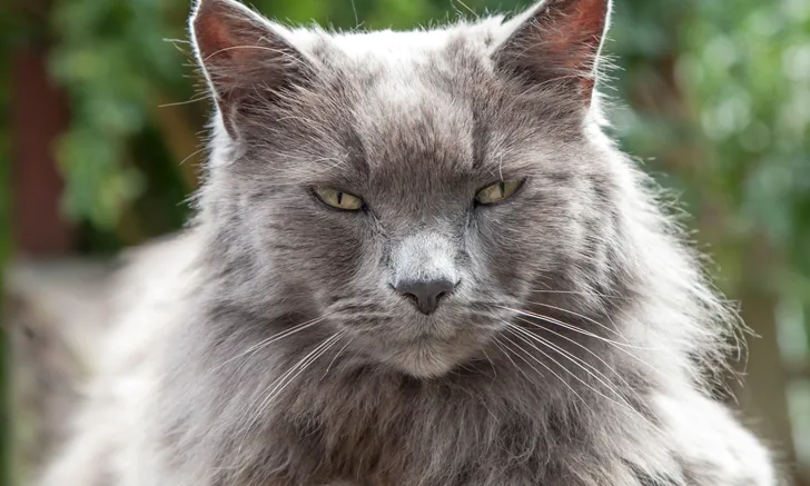 A gray cat looking into the camera.