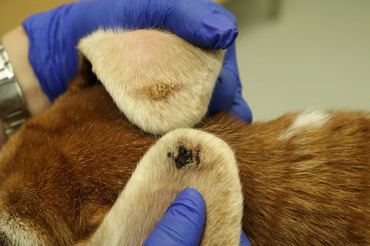 Underside of ear pinnae in dog with prominent crusting near edges of tips.