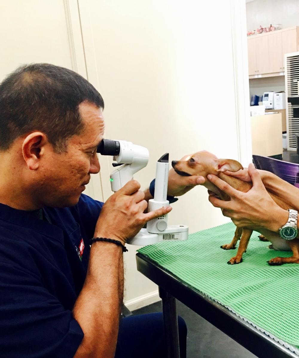 Thriving in the Philippines Clinician's Brief