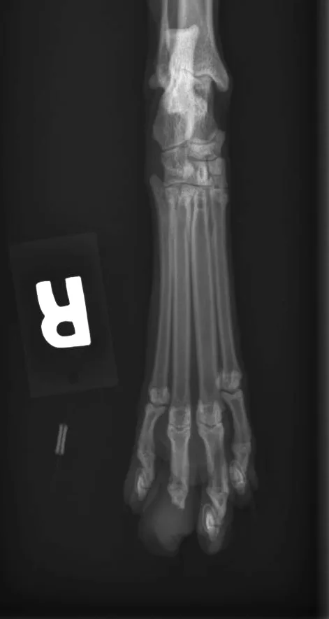 Dorsoplantar x-ray view of a cat’s hind foot.