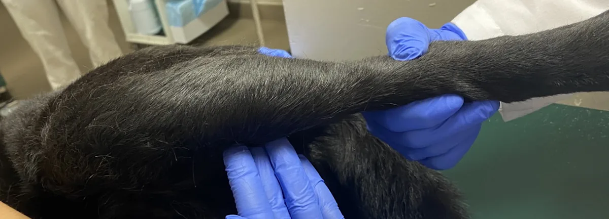 Hand holding up pelvic limb of dog in lateral recumbency while other hand touches medial aspect of limb.