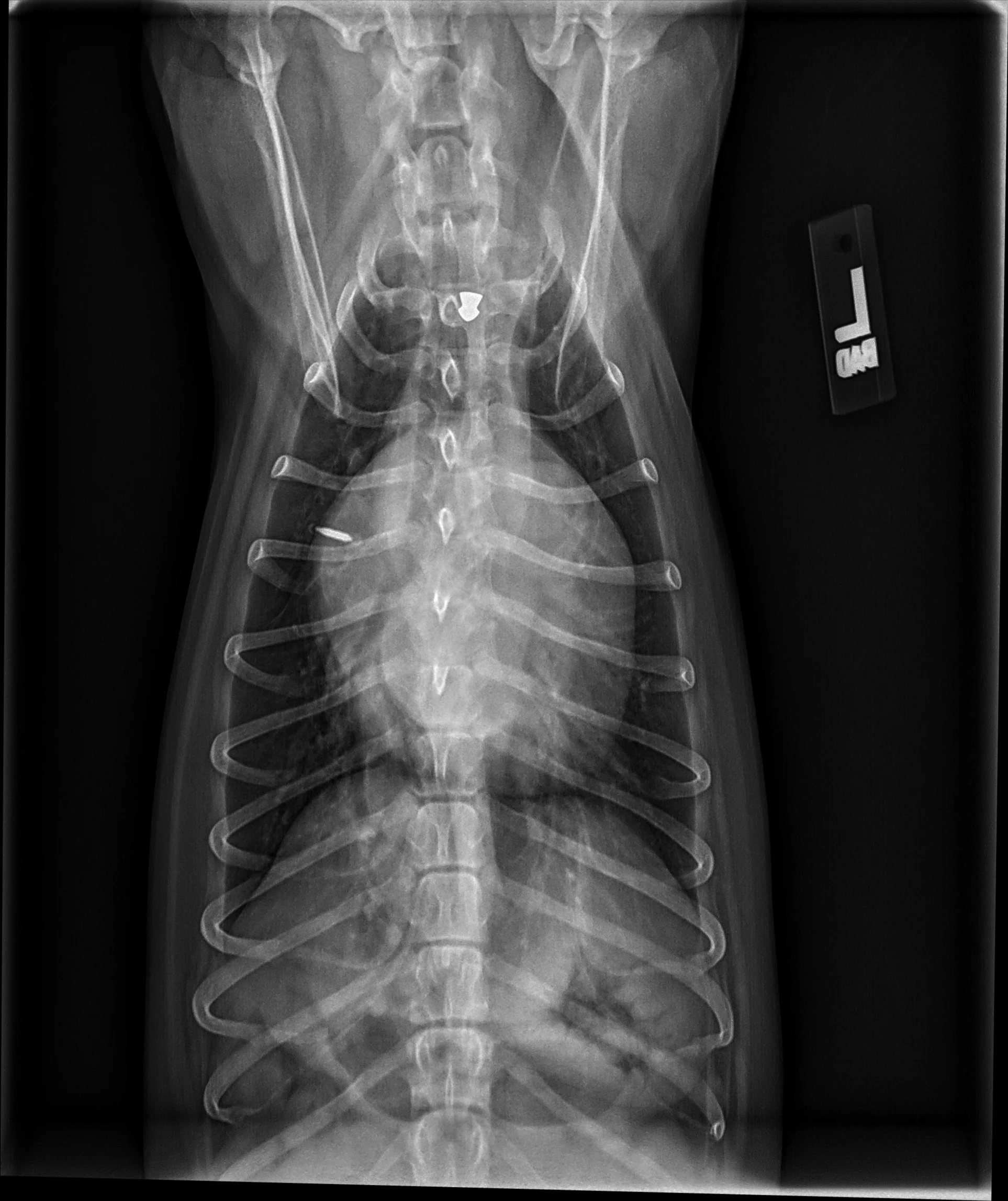 Radiographs in a dog.