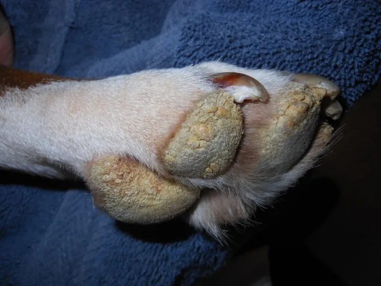 Thick, yellow crusts on the pads of a dog’s paw.