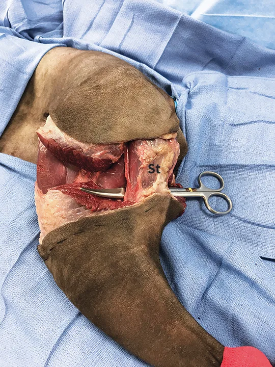 Medial and lateral images of canine pelvic limb with semitendinosus and semimembranosus muscles labeled.