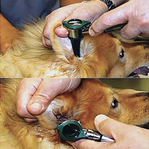 Two images demonstrating proper technique for examining a dog’s ear using an otoscope.