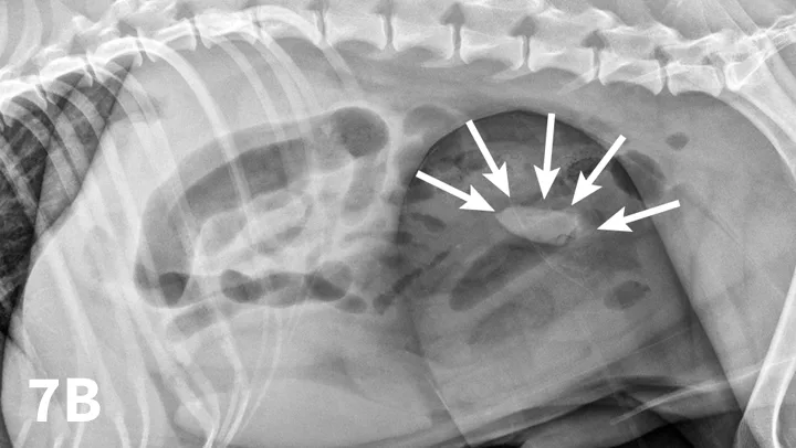 Figure 7A depicts a left lateral abdominal radiograph of a dog with dilated loops of bowel. Figure 7B depicts a left lateral abdominal radiograph of a dog with a wooden spoon being used to compress the abdomen.