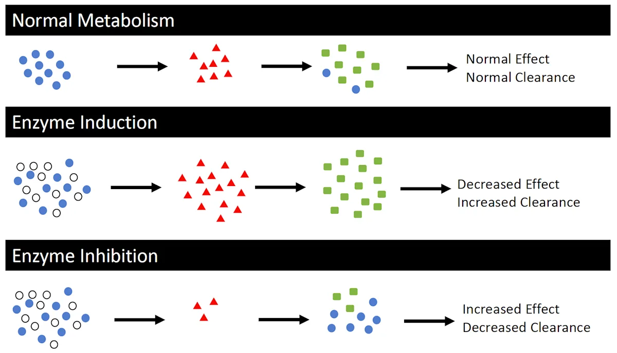 Diagram illustrating normal drug metabolism as compared to drug metabolism in the presence of a CYP450 inducer or inhibitor.