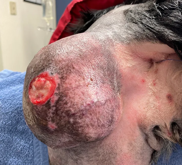 Very large shaved mass with central ulceration over dorsolateral aspect of dog’s left thigh.