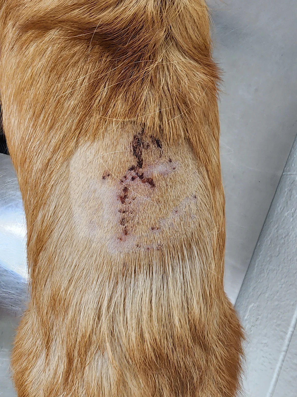 Photograph of improved skin lesions on the canine patient.