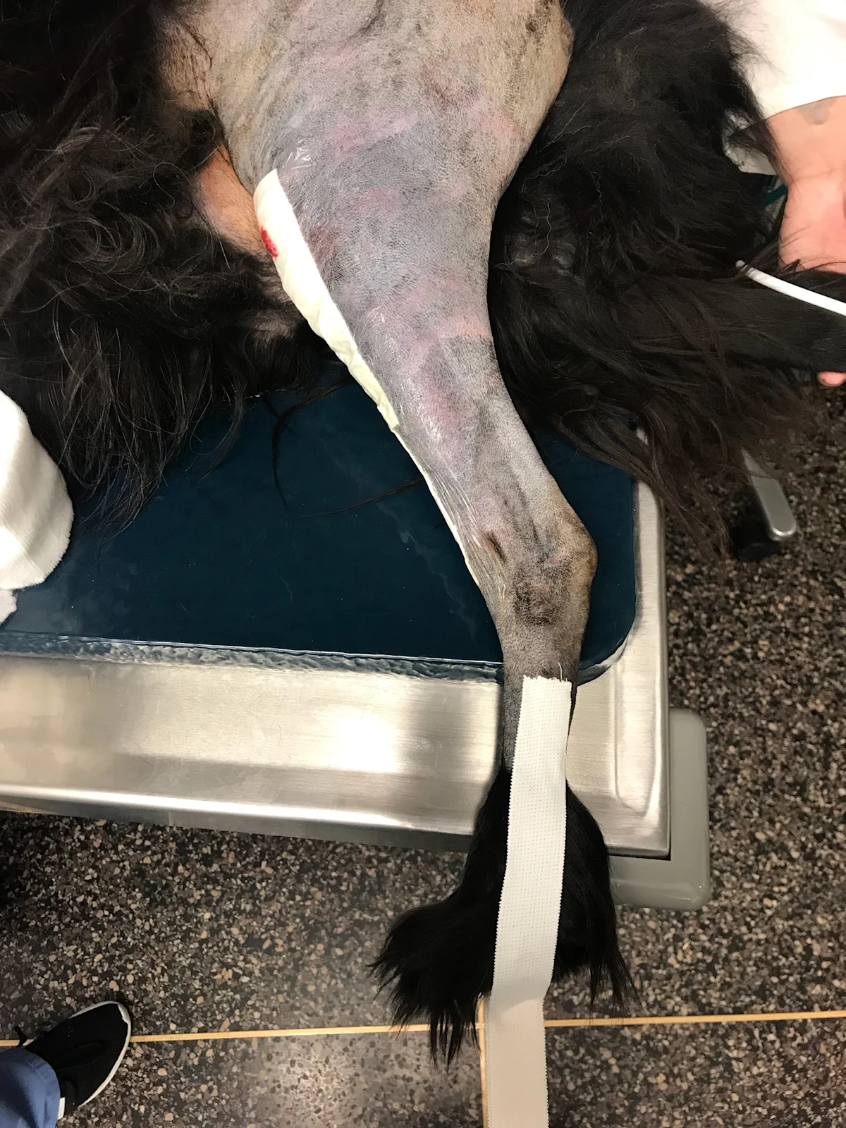 A shaved hindlimb of a dog with tape stirrups attached.