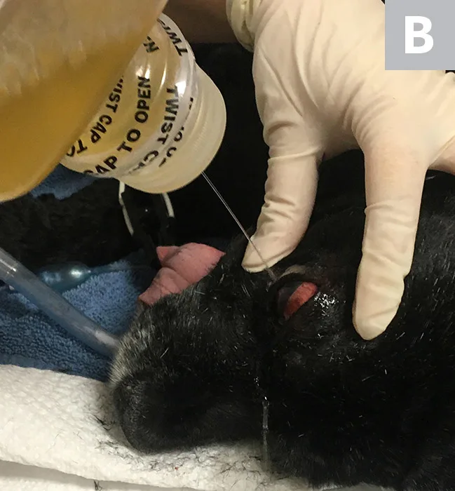 Three images showing dog’s eyelid being shaved, eye being rinsed with squirt bottle, and head positioned on pillows.