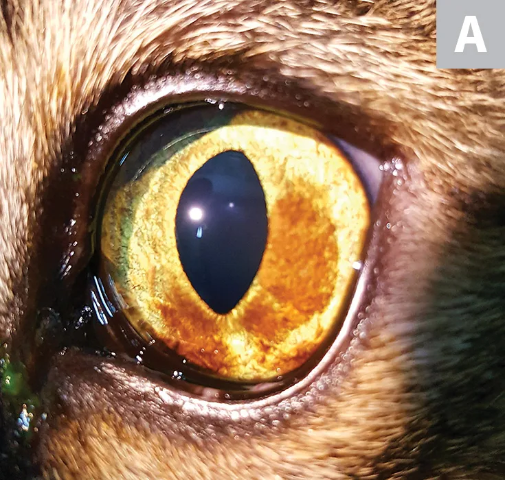 A: Diffuse irregular area of brown in the ventral half of yellow iris in a cat. B: Diffuse irregular regions of brown involving most of the yellow iris in a cat.