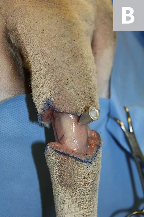 Tail with skin and subcutaneous tissue incised over blue marker line and hypodermic needle inserted in intervertebral space.