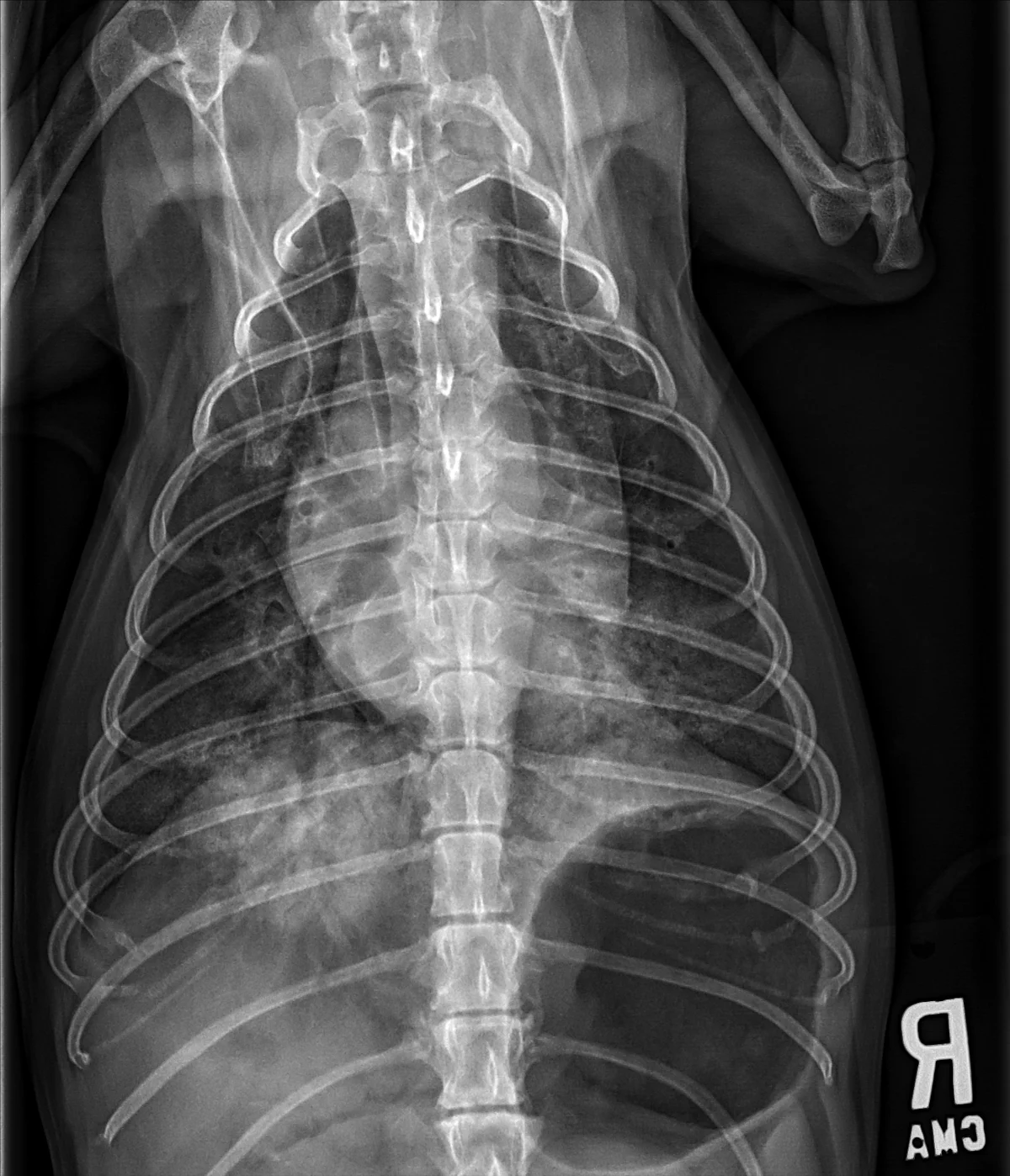 Radiographs in a dog with arrowheads highlighting findings.