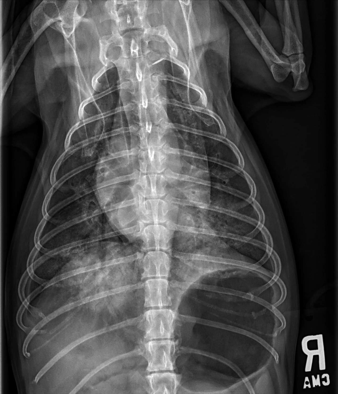 Radiographs in a dog with arrowheads highlighting findings.