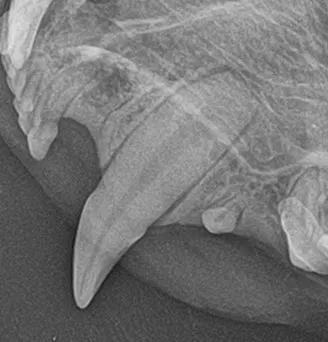 selected slide image