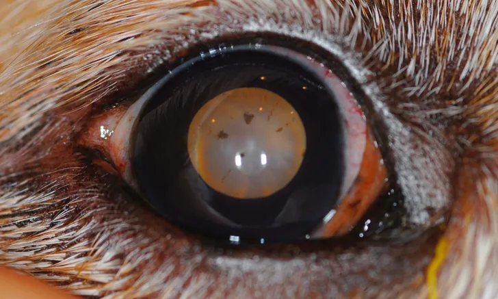 A close-up of a dog’s eye with pigmentation of the lens.