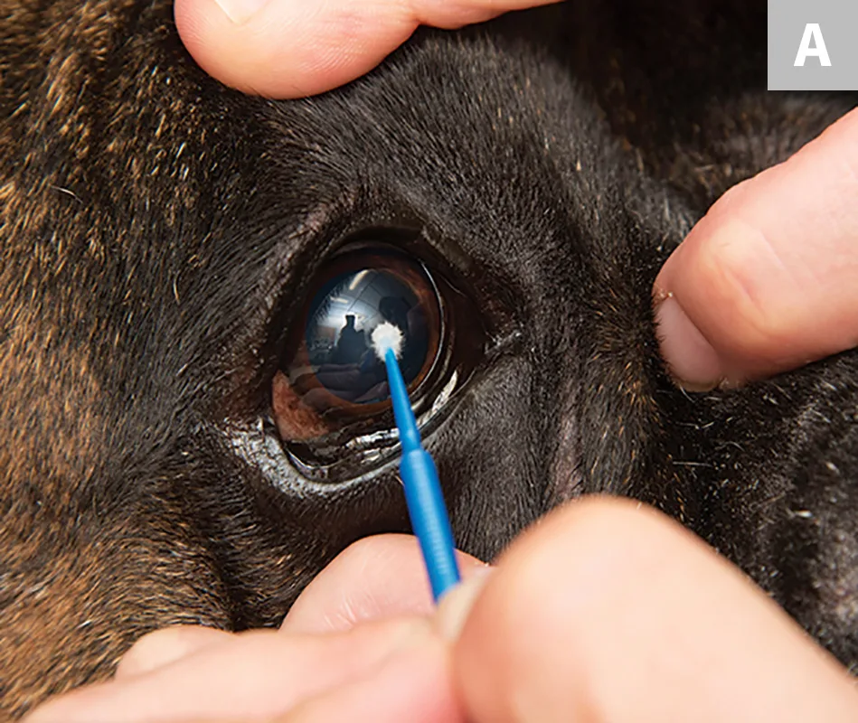 Two images demonstrating collection of corneal and conjunctival samples from eye using microbrush.