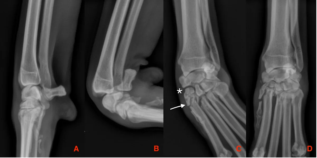 selected slide image