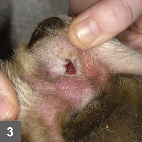 Interdigital furunculosis hotsell dog treatment