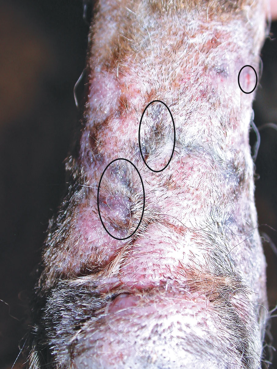 Close-up of thickened area of skin on dog’s limb with circles denoting moist fissured areas.
