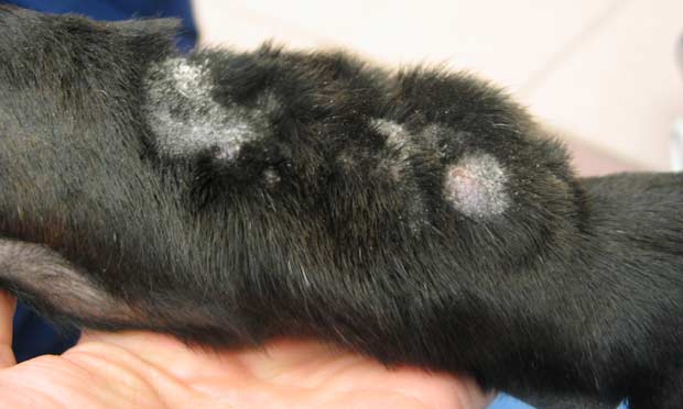 Granuloma shop dog treatment