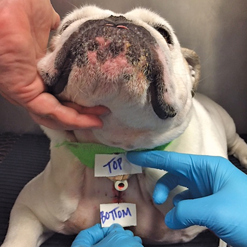 Brachycephalic Syndrome | Clinician's Brief