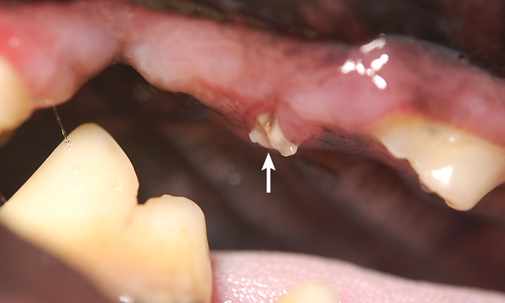 treating-fractured-teeth-in-a-dog-clinician-s-brief