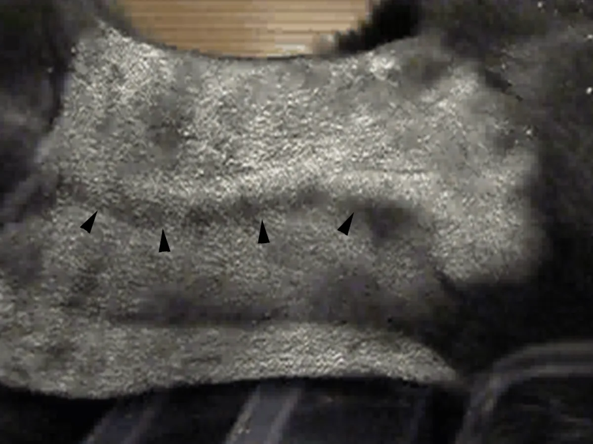 Lateral view of dog’s neck, shaved, with arrowheads pointing at a distended jugular vein. 